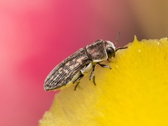 Acmaeoderella adspersula