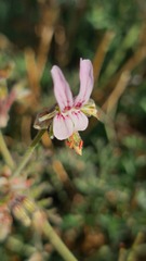 Pelargonium dolomiticum