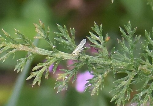 Eupteryx tenella, Groesbeek, Nederland, photo 3 of 10