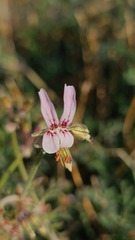 Pelargonium dolomiticum