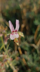 Pelargonium dolomiticum