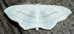 Scopula ordinata