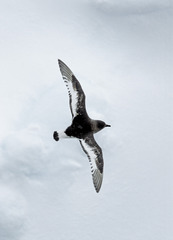 Thalassoica antarctica