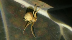 Thomisidae