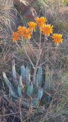 Aloe hereroensis
