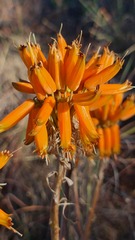 Aloe hereroensis