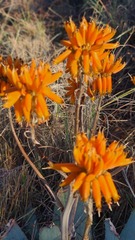 Aloe hereroensis