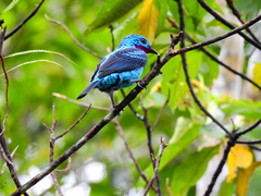 Cotinga cayana