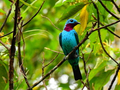 Cotinga cayana