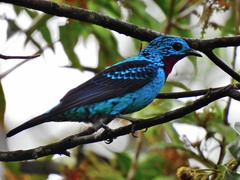 Cotinga cayana