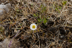Erigeron hyssopifolius