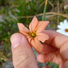 Moraea minor