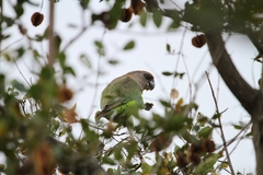 Poicephalus cryptoxanthus cryptoxanthus