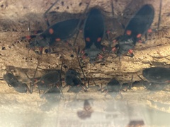 Platymeris laevicollis