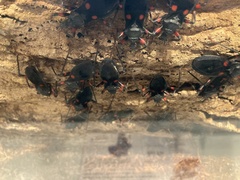 Platymeris laevicollis