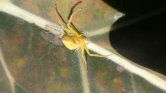 Thomisidae