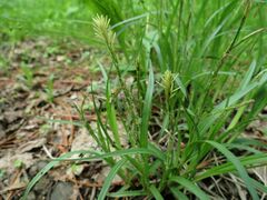 Carex bostrychostigma