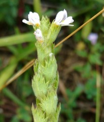 Euphrasia pectinata
