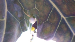 Thomisidae