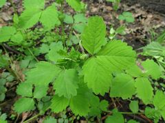 Potentilla centigrana