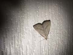 Macrochilo hypocritalis