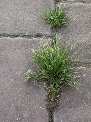 Poa annua