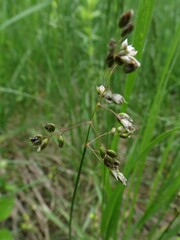 Anthoxanthum glabrum