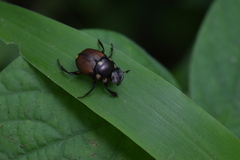 Canthon septemmaculatus