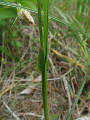Anthoxanthum glabrum