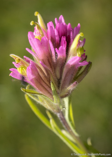 castilleja lemmonii