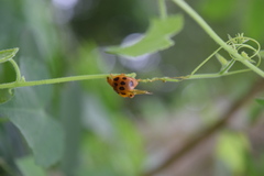 Epilachna tredecimnotata