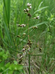 Anthoxanthum glabrum