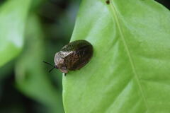 Polychalma multicava