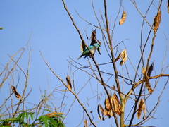 Stilpnia nigrocincta