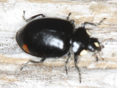 Hippodamia moesta moesta