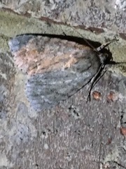 Acronicta americana