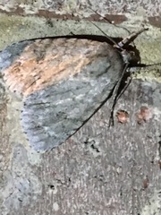 Acronicta americana