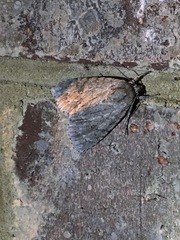 Acronicta americana