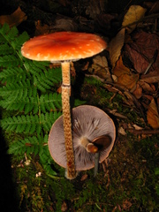 Leratiomyces squamosus thraustus