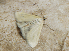 Loxostege turbidalis