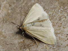 Loxostege turbidalis