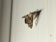 Chrysendeton medicinalis