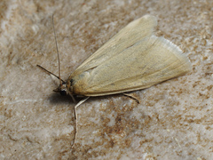 Loxostege turbidalis