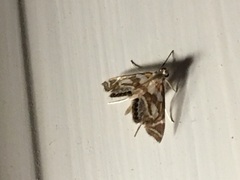 Chrysendeton medicinalis