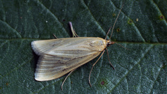 Loxostege turbidalis