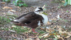Anas platyrhynchos