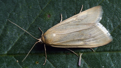 Loxostege turbidalis