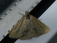 Loxostege turbidalis