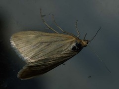 Loxostege turbidalis