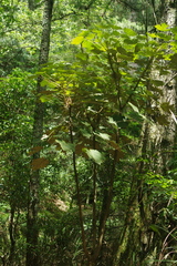 Sinopanax formosanus